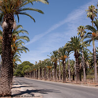 Buy canvas prints of Road lined with date palms by Sally Wallis