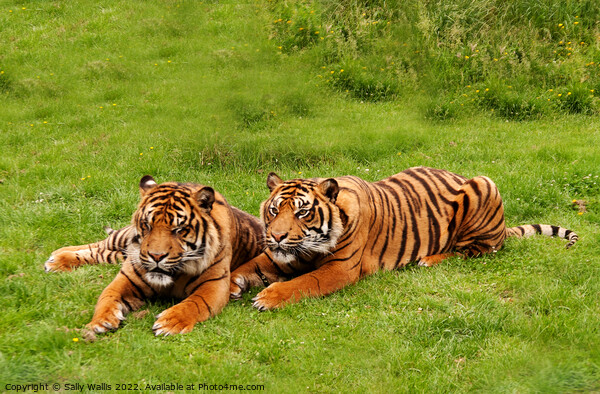 Amur Tiger twins relaxing in a grassy area Picture Board by Sally Wallis