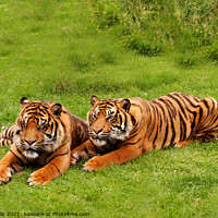 Buy canvas prints of Amur Tiger twins relaxing in a grassy area by Sally Wallis
