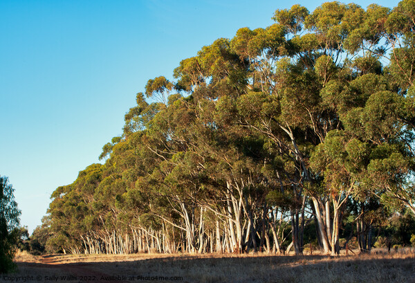 Morning Sunshine on Gum Trees Picture Board by Sally Wallis