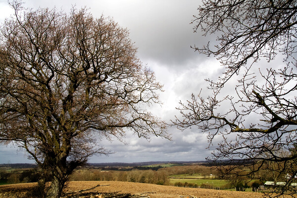 Stormy sky & oak trees Picture Board by Sally Wallis