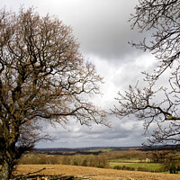 Buy canvas prints of Stormy sky & oak trees by Sally Wallis