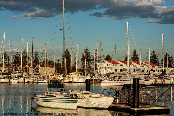Yacht Marina in evening light Picture Board by Sally Wallis