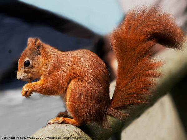 Red squirrel with bushy tail Picture Board by Sally Wallis