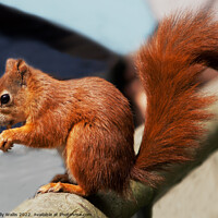 Buy canvas prints of Red squirrel with bushy tail by Sally Wallis