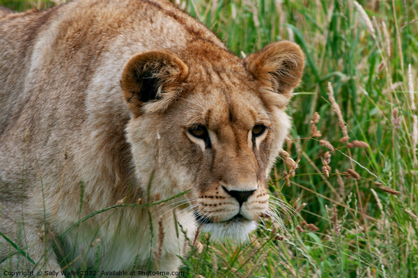 Lioness intent on prey ? Picture Board by Sally Wallis