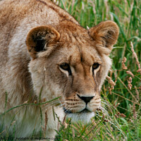 Buy canvas prints of Lioness intent on prey ? by Sally Wallis