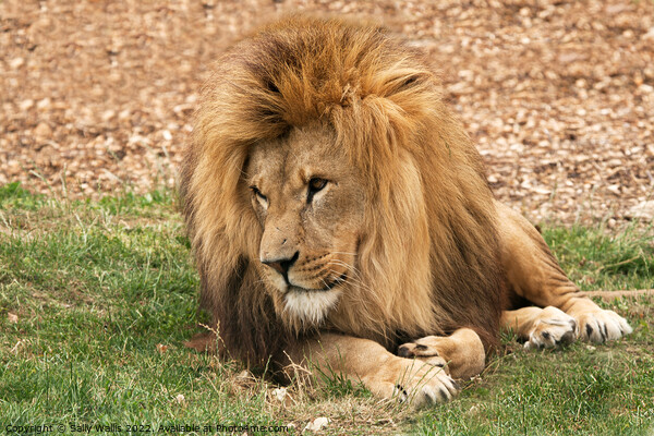 Lion lounging Picture Board by Sally Wallis