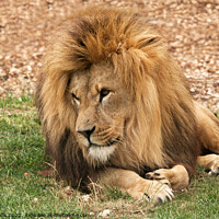 Buy canvas prints of Lion lounging by Sally Wallis