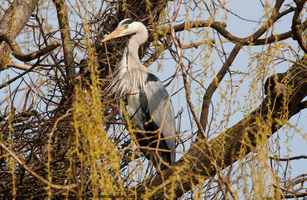 Grey heron standing guard over his nest Picture Board by Sally Wallis
