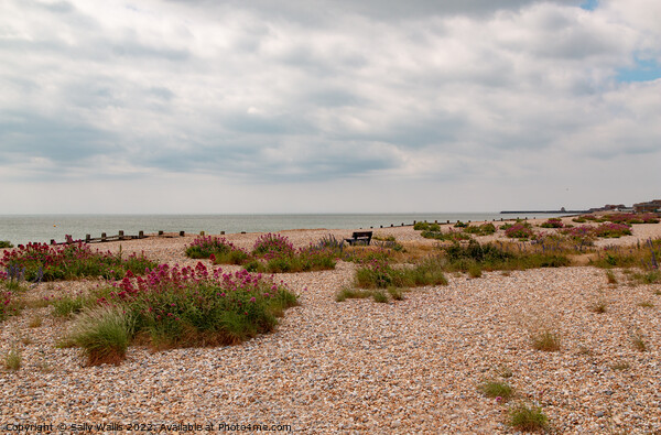 Pevensey Beach flowers Picture Board by Sally Wallis