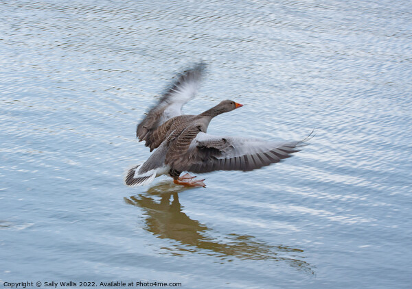Greylag Goose landing Picture Board by Sally Wallis
