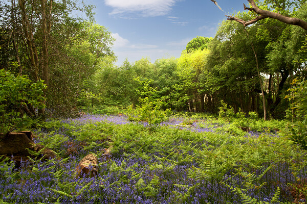 Bluebells and Bracken Picture Board by Sally Wallis
