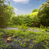Buy canvas prints of Bluebells and Bracken by Sally Wallis