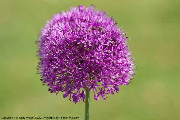 The head of a mauve Alium Picture Board by Sally Wallis