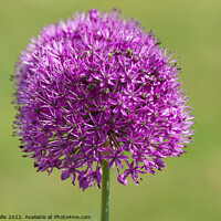 Buy canvas prints of The head of a mauve Alium by Sally Wallis