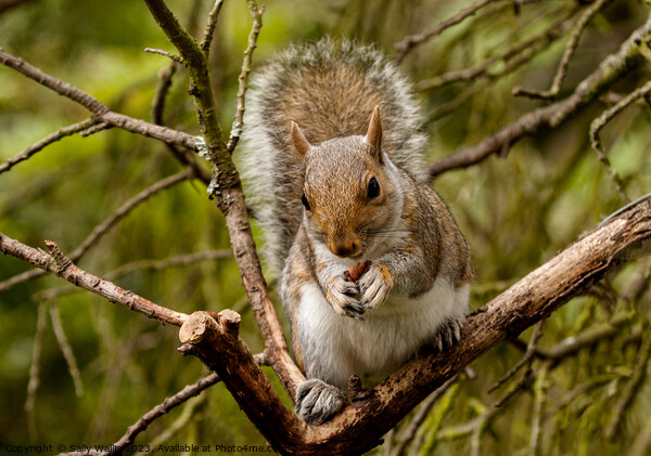 Young squirrel eating a nut Picture Board by Sally Wallis