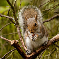 Buy canvas prints of Young squirrel eating a nut by Sally Wallis