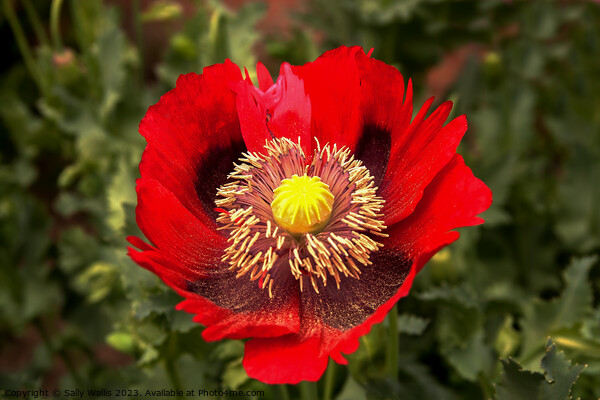 Red ragged poppy with pollen from its stamens sprinkled on the lower petals Picture Board by Sally Wallis