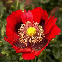 Buy canvas prints of Red ragged poppy with pollen from its stamens sprinkled on the lower petals by Sally Wallis