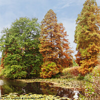 Buy canvas prints of Deciduous conifers turning color by Sally Wallis