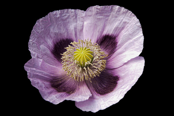 pale mauve poppy Picture Board by Sally Wallis