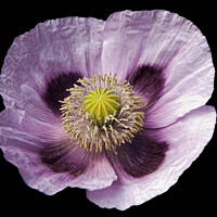 Buy canvas prints of pale mauve poppy by Sally Wallis