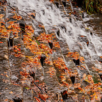 Buy canvas prints of Dead Autumn leaves on Cascade by Sally Wallis