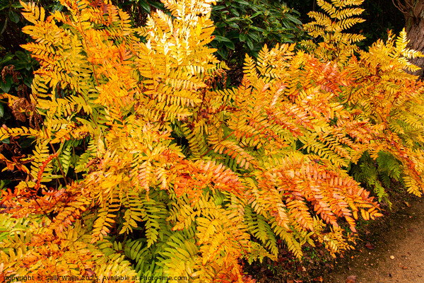 Bracken colours of Autumn Picture Board by Sally Wallis
