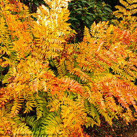 Buy canvas prints of Bracken colours of Autumn by Sally Wallis