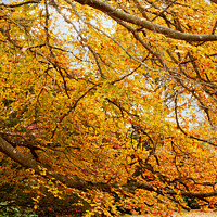 Buy canvas prints of Under Autumn colored Beech Tree by Sally Wallis