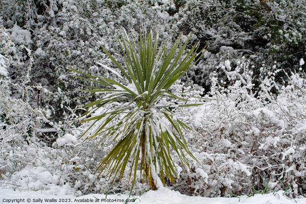 Cordyline plant in snow Picture Board by Sally Wallis