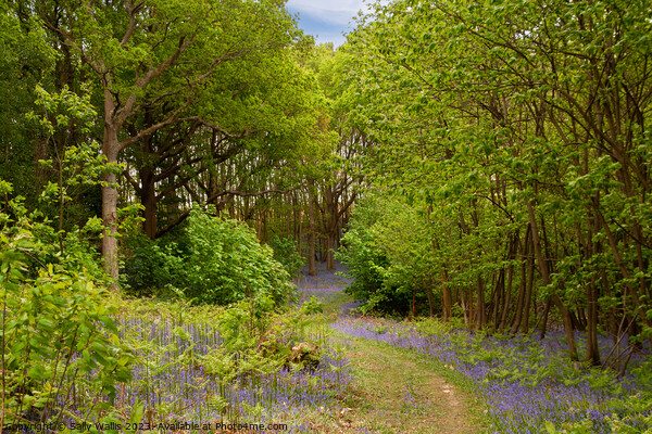 Path through Bluebell woods Picture Board by Sally Wallis