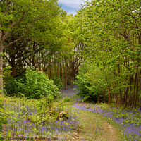 Buy canvas prints of Path through Bluebell woods by Sally Wallis