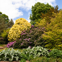 Buy canvas prints of Rhododendrons and mixed Bushes by Sally Wallis