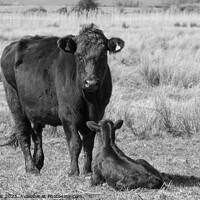 Buy canvas prints of Black cattle - Mother and calf by Sally Wallis
