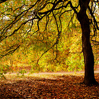 Buy canvas prints of Under Spreading Chestnut Boughs by Sally Wallis