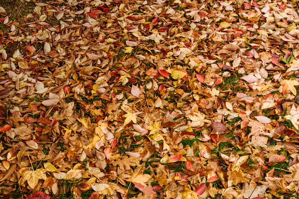 Fallen autumn leaves Picture Board by Sally Wallis