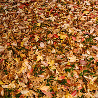 Buy canvas prints of Fallen autumn leaves by Sally Wallis