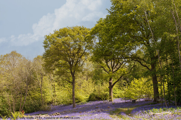 East Sussex Bluebell woods Picture Board by Sally Wallis