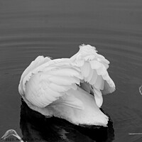Buy canvas prints of Contortions of a swan by Sally Wallis
