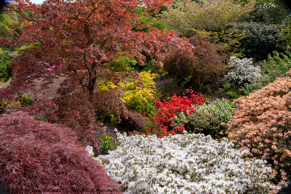 Acers and Azaleas Picture Board by Sally Wallis