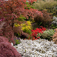 Buy canvas prints of Acers and Azaleas by Sally Wallis