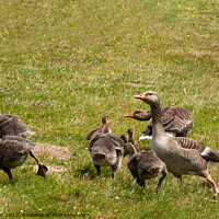 Buy canvas prints of Greylag Family Feud by Sally Wallis