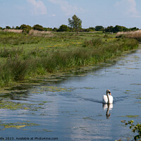 Buy canvas prints of Swan on Pevensey Marsh Dyke by Sally Wallis
