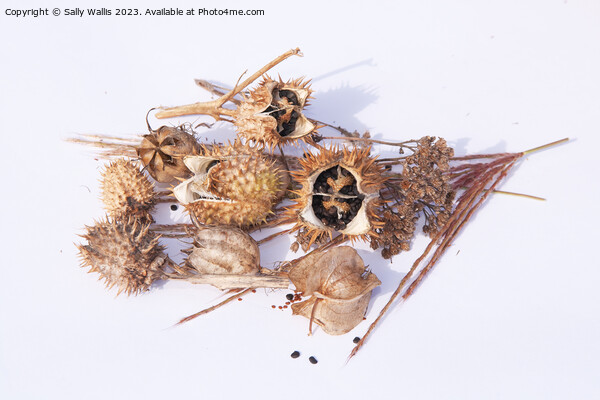 Study in Brown (seed heads) Picture Board by Sally Wallis