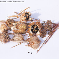 Buy canvas prints of Study in Brown (seed heads) by Sally Wallis