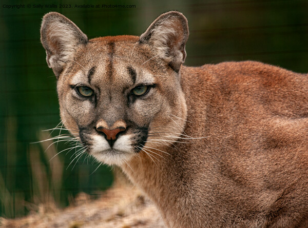Puma, Cougar or Mountain Lion Picture Board by Sally Wallis