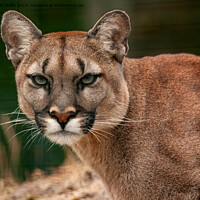Buy canvas prints of Puma, Cougar or Mountain Lion by Sally Wallis