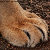 Buy canvas prints of Lion's Paw by Sally Wallis
